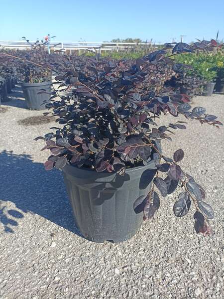 Loropetalum Chinense